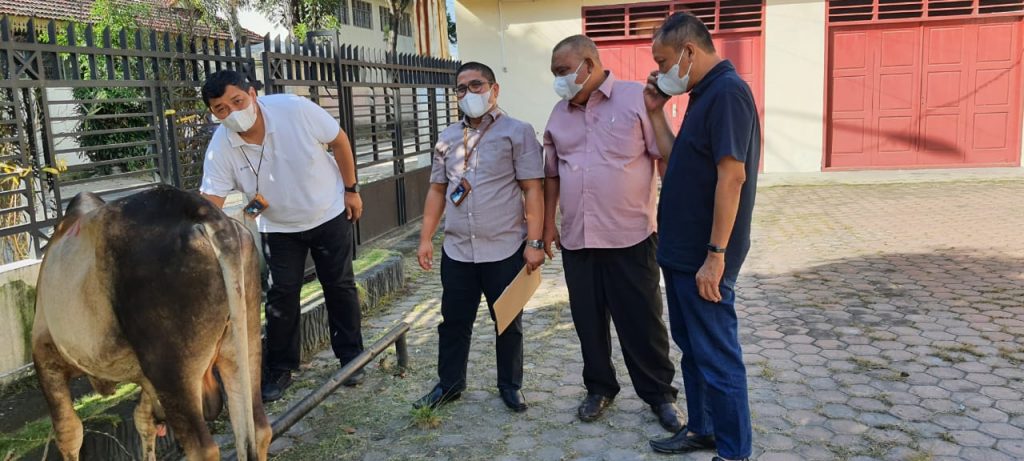 Lembu kurban sumbangan PT Inalum diserahkan Manager Humas PT Inalum Bambang Heru Prayoga didampingi Junior Manager Humas Inalum Medan Fajri Ramadhan diterima Ketua PWI Sumut H Hermansjah di gedung PWI Sumut, Senin (19/7). Foto Ist