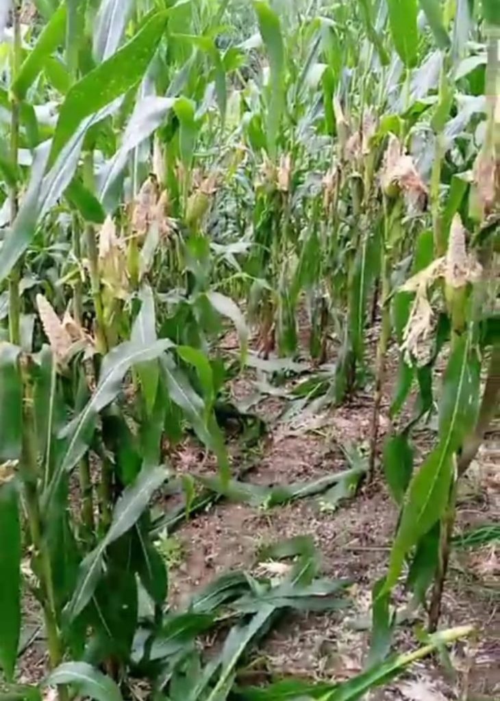 Tanaman jagung di Desa Renun Kecamatan Tanah Pinem Kabupaten Dairi yang gagal panen akibat ledakan hama tikus, Rabu (15/11/2023). (istimewa)