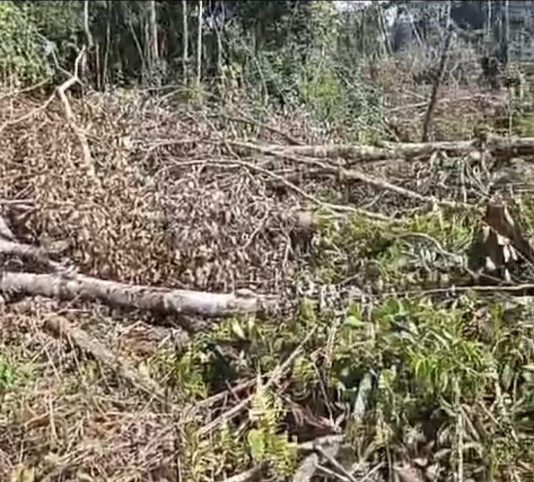 Hutan di Desa Parbuluan 1 Kecamatan Parbuluan Kabupaten Dairi dirambah, Kelompok Tani Wisata Hutan Parbuluan Mendesak Pelaku Ditindak