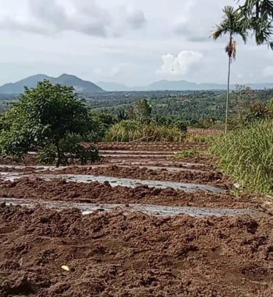 Lahan produktif di Dusun I Lae Bahul Desa Karing Kecamatan Berampu Kabupaten Dairi, tidak didukung akses jalan yang memadai. Petani berharap perhatian pemerintah, dengan merealisasi pembangunan akses jalan. (DETEKSI.co /istimewa)