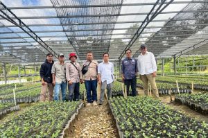 Lokasi pembibitan kopi arabika PT Gruti Wilayah Tele II di Desa Parbuluan VI Kecamatan Parbuluan Kabupaten Dairi.(Istimewa)