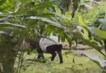 Warga Batu Tunggal Heboh, Tapir Berkeliaran dekat Pemukiman tangkap layar dari video warga saat melihat tapir berkeliaran di halaman belakang rumah,(Dia).