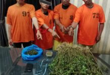 Ganja Kontrakan Terbongkar! 4 Pria Ditangkap, 75 Batang Siap Panen Disita di Karo Empat tersangka kasus peredaran dan budidaya ganja diamankan Satresnarkoba Polres Karo bersama barang bukti berupa ganja kering, ganja lembab, serta puluhan batang tanaman ganja yang ditemukan di kawasan Kabanjahe dan perladangan Desa Kutarayat, Rabu (8/4/2026).