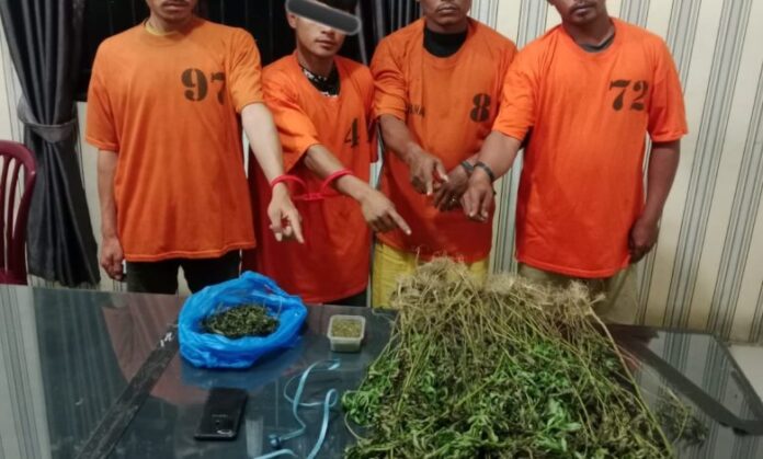 Empat tersangka kasus peredaran dan budidaya ganja diamankan Satresnarkoba Polres Karo bersama barang bukti berupa ganja kering, ganja lembab, serta puluhan batang tanaman ganja yang ditemukan di kawasan Kabanjahe dan perladangan Desa Kutarayat, Rabu (8/4/2026).