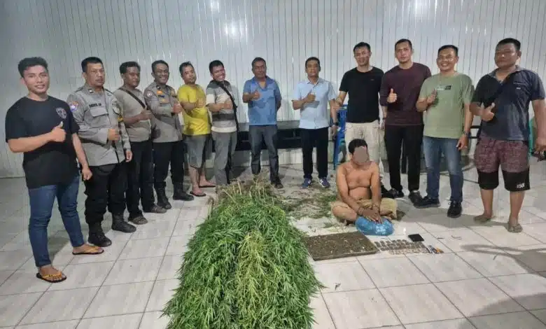 Personel Polsek Tanjung Morawa menunjukkan barang bukti 38 paket ganja siap edar dan 40 batang tanaman ganja setinggi 2 hingga 2,5 meter usai mengamankan seorang pria berinisial ZFA (43) di Desa Dalu X A, Kecamatan Tanjung Morawa, Kabupaten Deli Serdang, Minggu (17/5/2026).