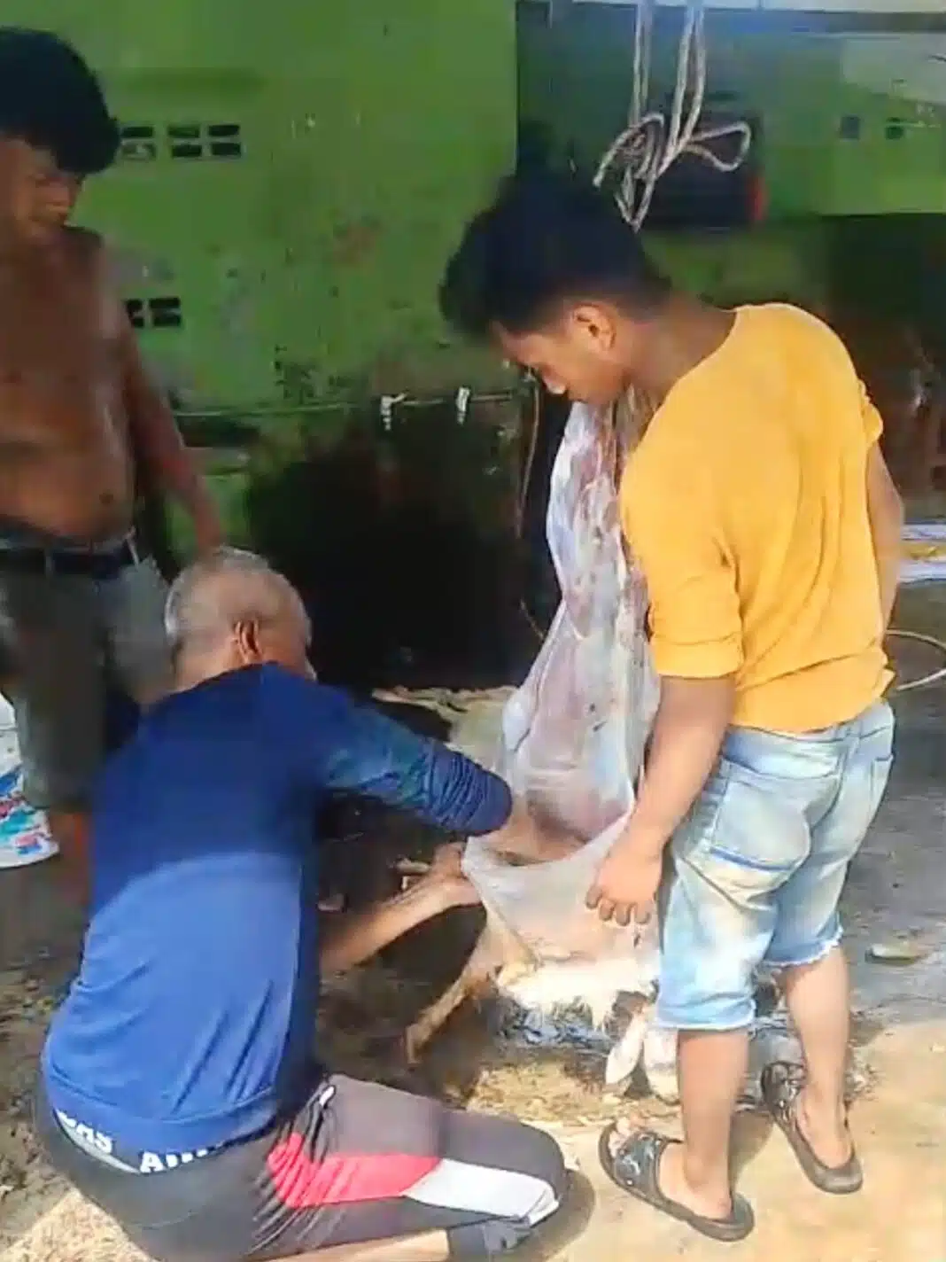 M. Rais sedang mengupas kulit Kambing Kurban.