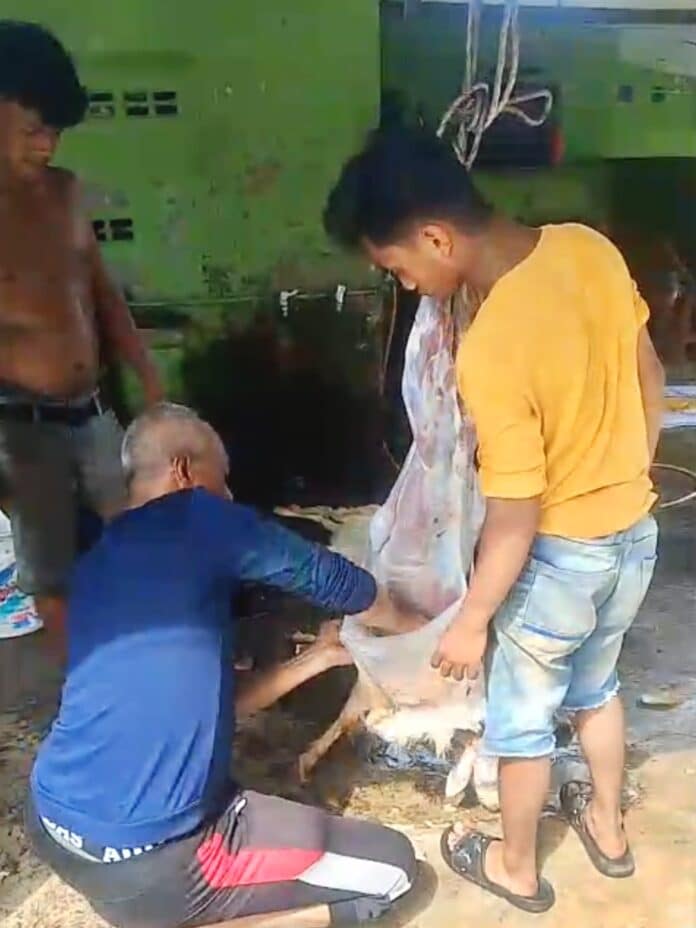 M. Rais sedang mengupas kulit Kambing Kurban.