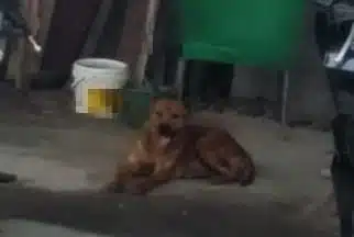 Anjing yang disebut warga berkeliaran di jalan lingkungan permukiman Kelurahan Cendana, Kecamatan Rantau Utara, Labuhanbatu. Warga berharap persoalan tersebut segera mendapat penanganan.